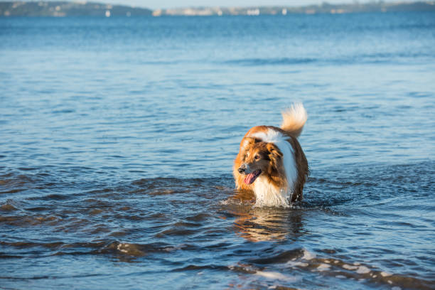 istock Adult Scottish Shepherd Dog Playing at the Seaside 647537638