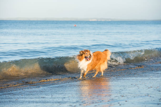 adult scottish shepherd dog playing at the seaside - long bay imagens e fotografias de stock