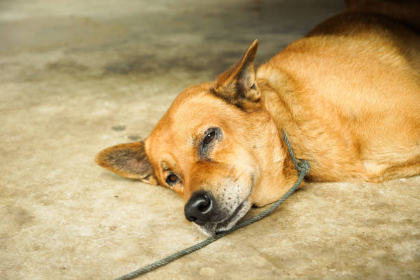 길 잃은 개 - dog stray animal depression sadness 뉴스 사진 이미지