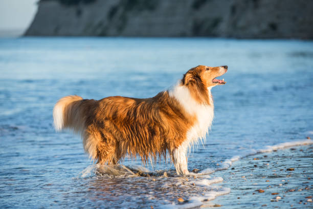 istock Adult Scottish Shepherd Dog Playing at the Seaside 647540714