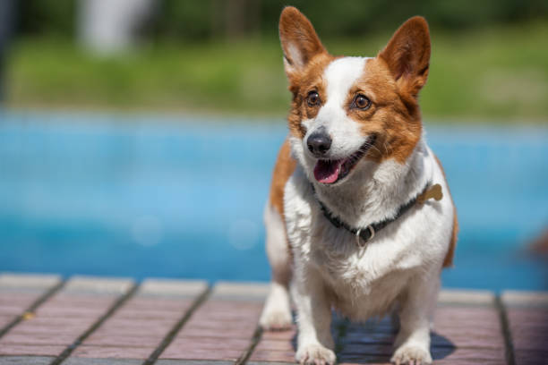 An adult welsh corgi pembroke swims in the park's pool An adult welsh corgi pembroke swims in the park's pool 2933 stock pictures, royalty-free photos & images