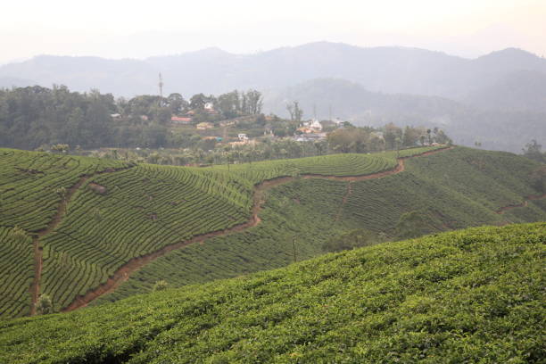 istock Tea plantation in Munnar,Kerala,India 647551684
