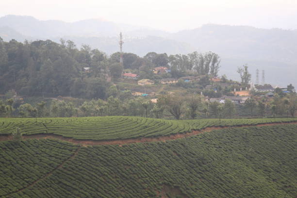 istock Tea plantation in Munnar,Kerala,India 647552320