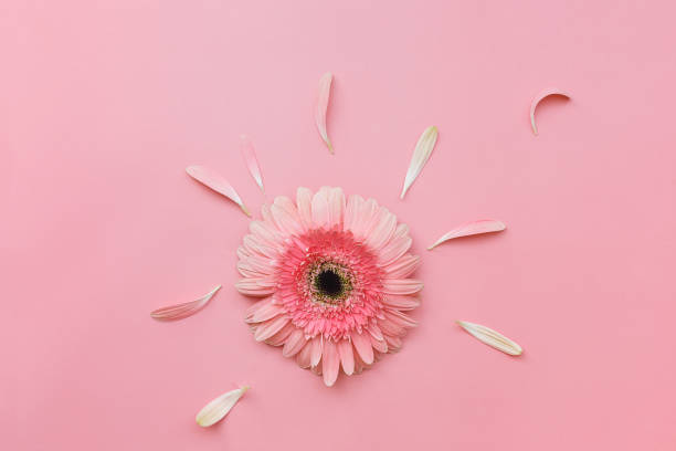 istock Pink Gerbera flower on pastel tone background 647560526