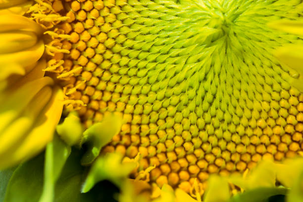 istock Macro view of sunflower seeds 647560568