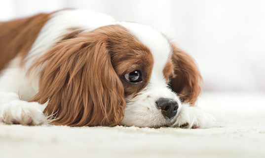 sad pure-bred dog, puppy Cavalier King Charles Spaniel, lie, close up muzzle