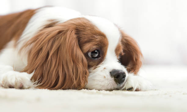 Cavalier King Charles Spaniel sad pure-bred dog, puppy Cavalier King Charles Spaniel, lie, close up muzzle restraint muzzle photos stock pictures, royalty-free photos & images
