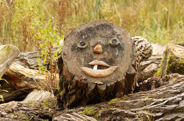 Tree stump with funny face on forest floor covered with dry fallen eucalyptus leaves