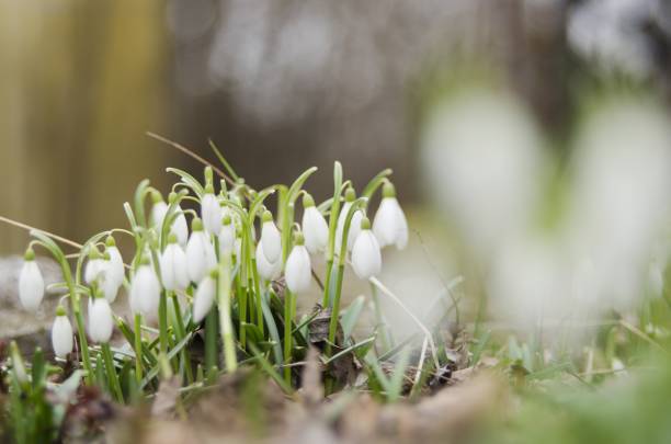 des gouttes de neige arrivent - flower snow winter close up photos et images de collection