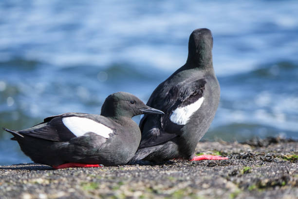 istock Black Guillemot on a pier 647567284