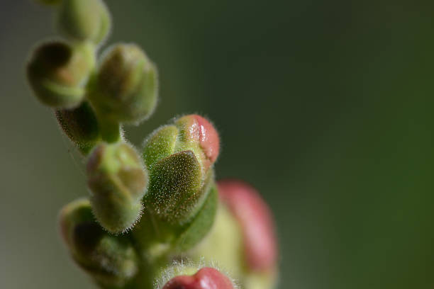 Growing Like A Weed stock photo