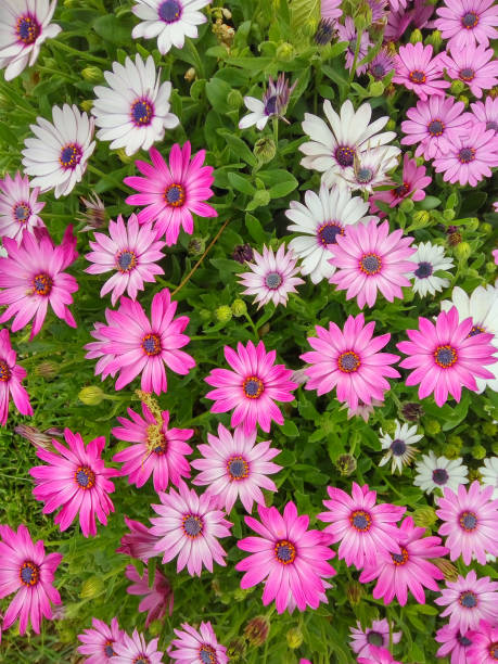 istock A flower bed of daisies 647567876