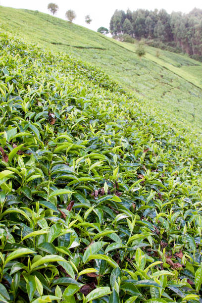istock Tea growing on the slope of a hill 647573084