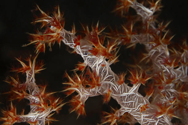 istock Alcyonaria Soft coral texture 647574602