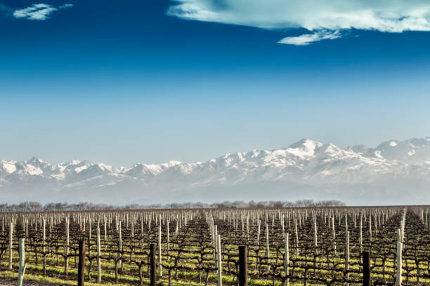 vigneto in inverno - agriculture winemaking cultivated land diminishing perspective foto e immagini stock