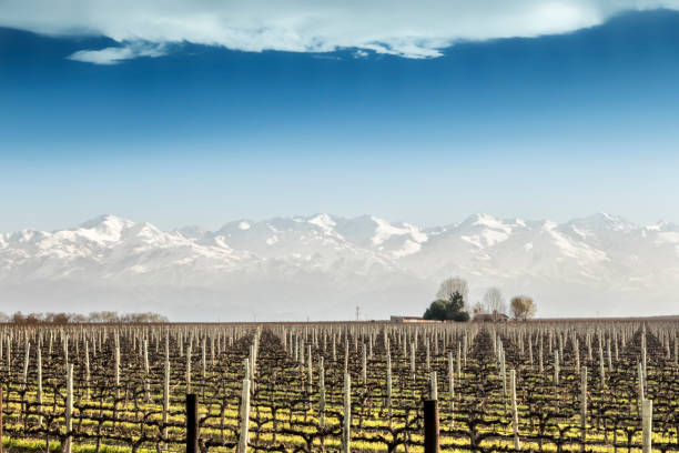 vignobles en hiver - snowcapped mountain mountain range snow photos et images de collection