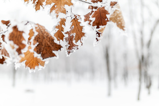 Close-up of a frozen leaves