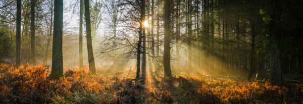 lumière du soleil en streaming à travers forêt illuminant panorama de glade or fougère sauvage - forest fern glade copse photos et images de collection