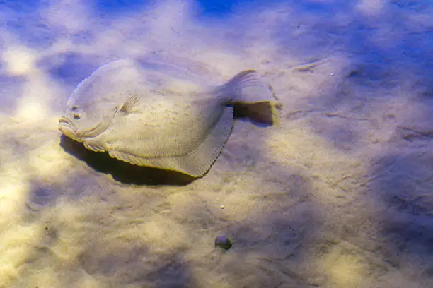 Flounder underwater