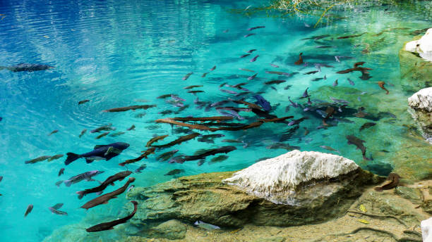 istock Lom Phu Kiev is an emerald pool at Lampang province. 647585808