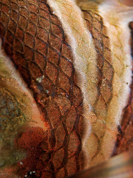 Zebra Lionfish Skin Texture (Dendrochirus zebra) Underwater super close up photography of fish skin texture. dendrochirus stock pictures, royalty-free photos & images