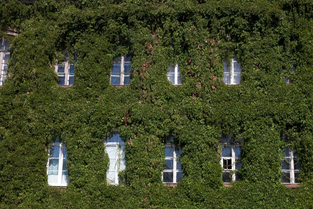 istock old building covered with ivy 647600386