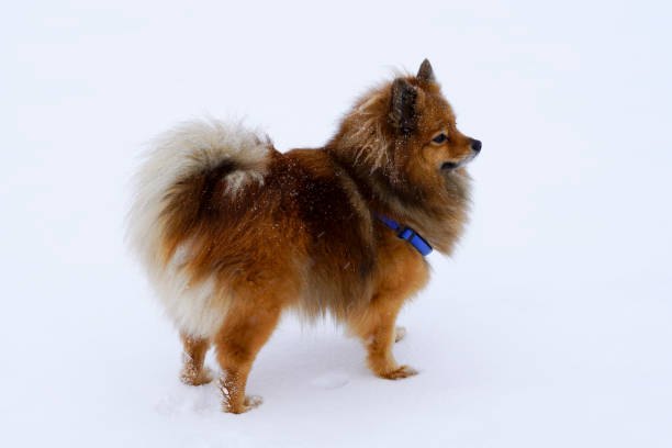 dog portrait Spitz breed in winter on white background portrait dog of Spitz breed in the winter on a white background, a great friend finnish spitz stock pictures, royalty-free photos & images