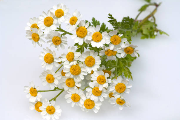 istock Motherwort, Tanacetum parthenium 647607082