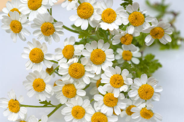 istock Motherwort, Tanacetum parthenium 647607190