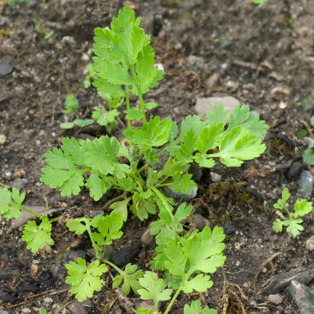 istock Motherwort, Tanacetum parthenium 647607324