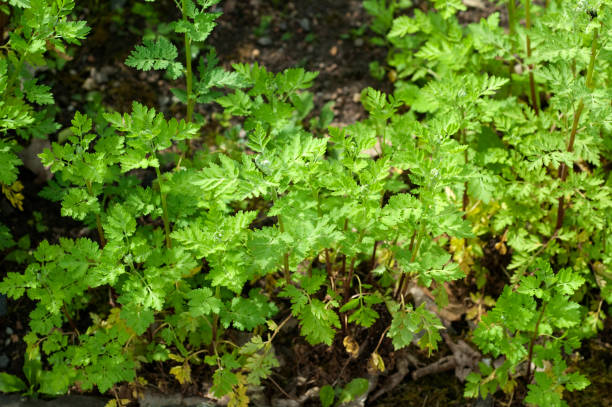 istock Motherwort, Tanacetum parthenium 647607468