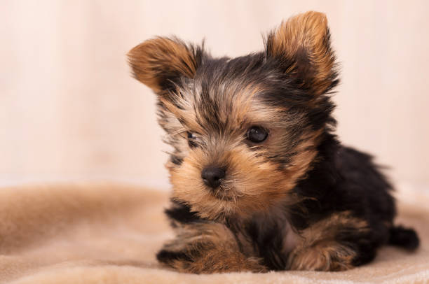 Beautiful puppy Yorkshire Terrier posing for the camera