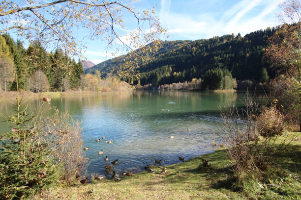 istock Ducks, Tassenbacher Speicher, Osttirol, Austria during Autumn 647607910