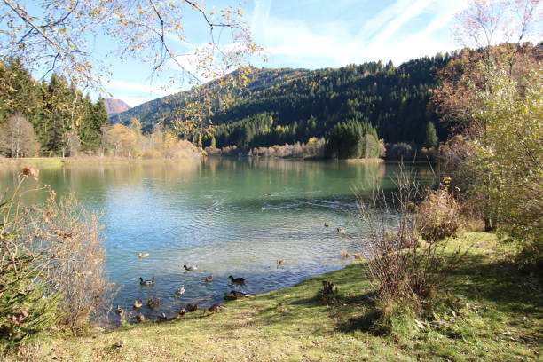 istock Ducks, Tassenbacher Speicher, Osttirol, Austria during Autumn 647614002
