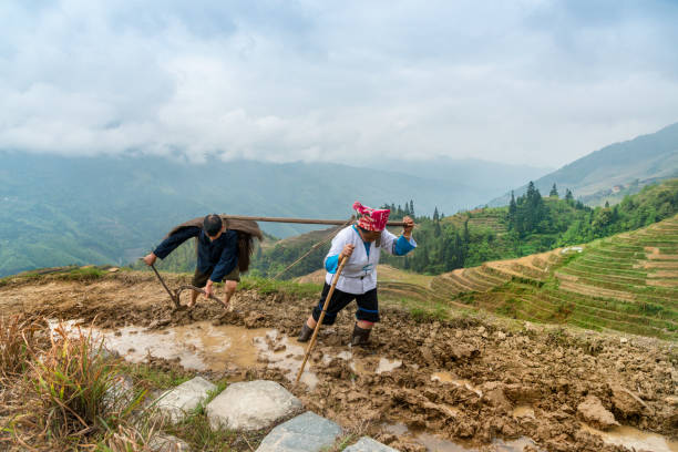 riso agricoltori cammino dalla mano sotto cielo minaccioso - developing countries farmer rice paddy asia foto e immagini stock
