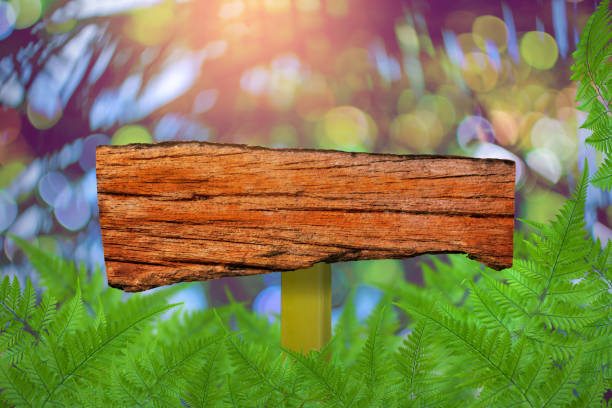 istock label wood Green trees and leaf greenery 647614058