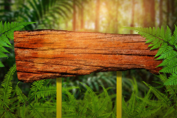 istock label wood in Green trees and leaf greenery 647614332
