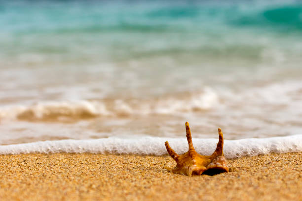 istock Shell on the beach. The sandy beaches of Indonesia. Blue Ocean. 647614412