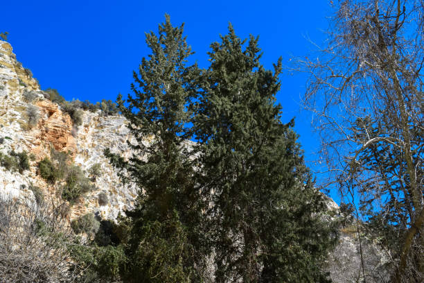 istock Avakas Gorge. Wild authentic nature of Cyprus island 647614680