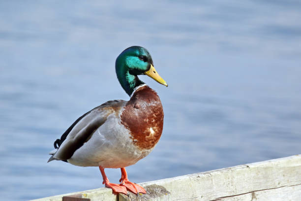 istock Male Mallard Duck 647619814