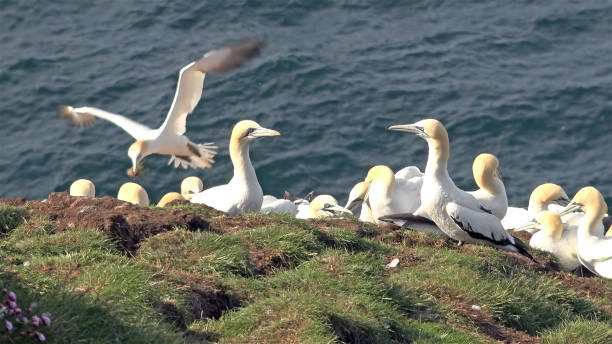 istock Northern gannets on a big cliff rock 647619848
