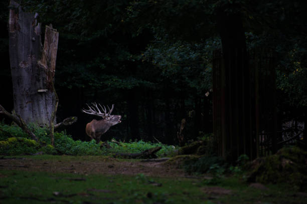istock Reeding deer in the forest 647626990