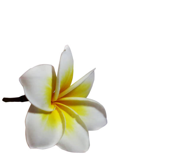istock Plumeria flowers on white background 647633396