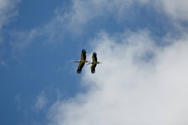 Ciconia ciconia flying couple