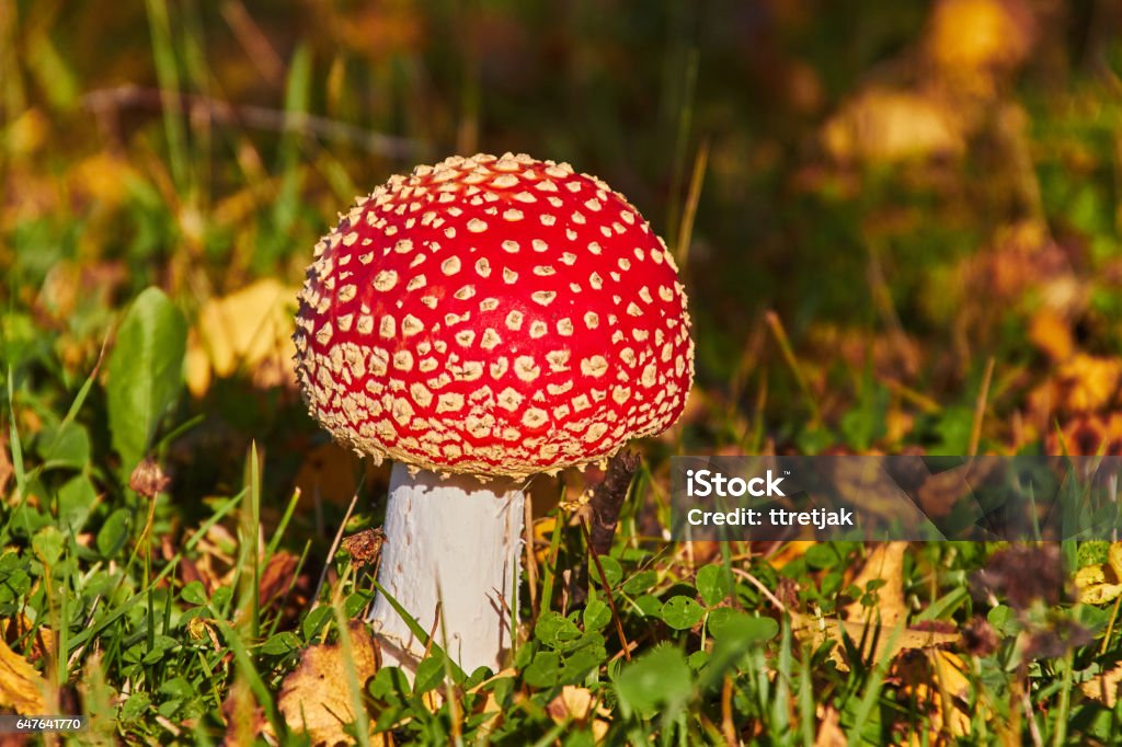 Amanita mushroom Amanita mushroom in autumn light in the forest. Agaric Stock Photo