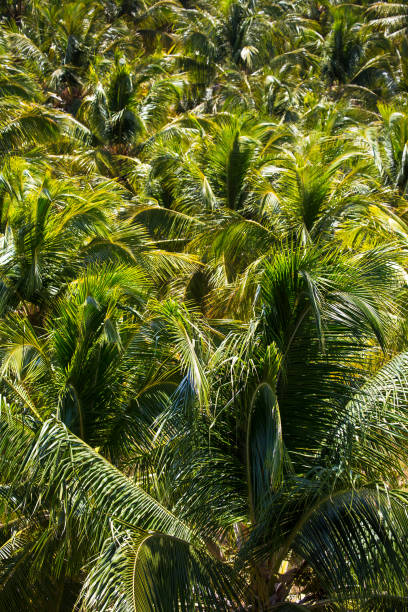 istock Coconut Trees at Gunga Costa, Alagoas State, Brazil 647646208