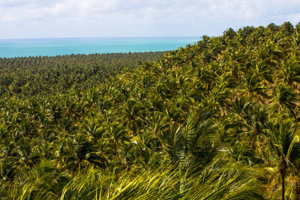 istock Coconut Trees at Gunga Costa, Alagoas State, Brazil 647649224