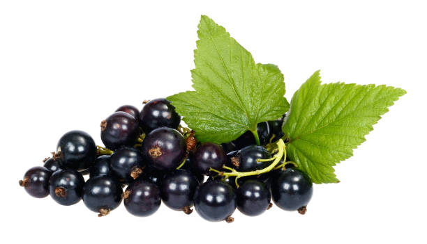 istock ripe currant berries with green leaves 647656538