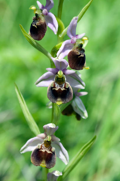 istock Ophrys; holoserica; Bumblebee orchid 647664912