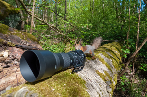 Red squirrel thinking about becoming a wildlife photographer
